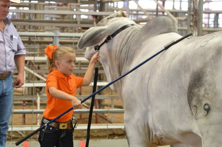 Area 4H’ers head to Heart of Texas livestock show News