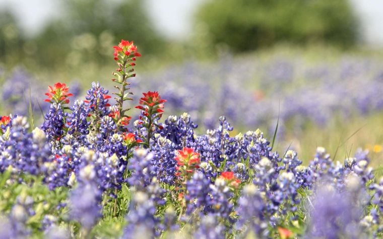 Communities - Texas Bluebonnet