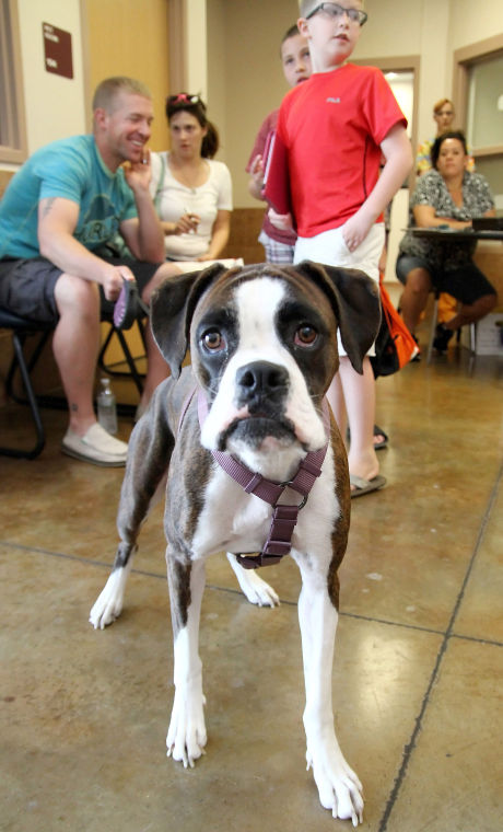 Texas Vets for Pets