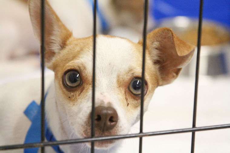 Dog Adoption