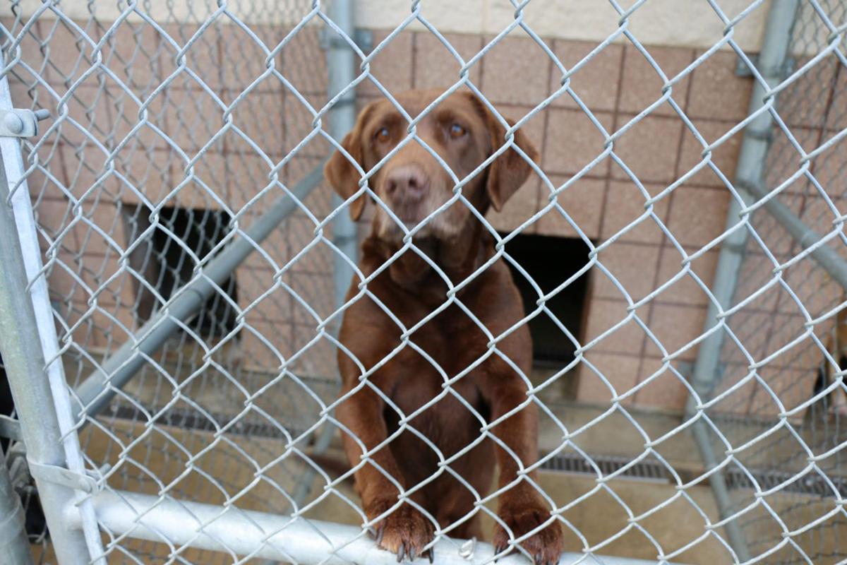 Animal control officer works to reduce pet euthanization News