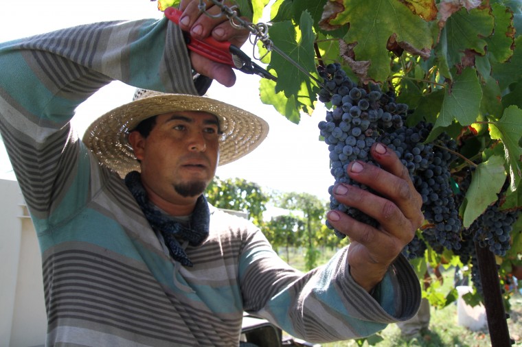 Vinyards at Florence-Inwood wineries 1.jpg