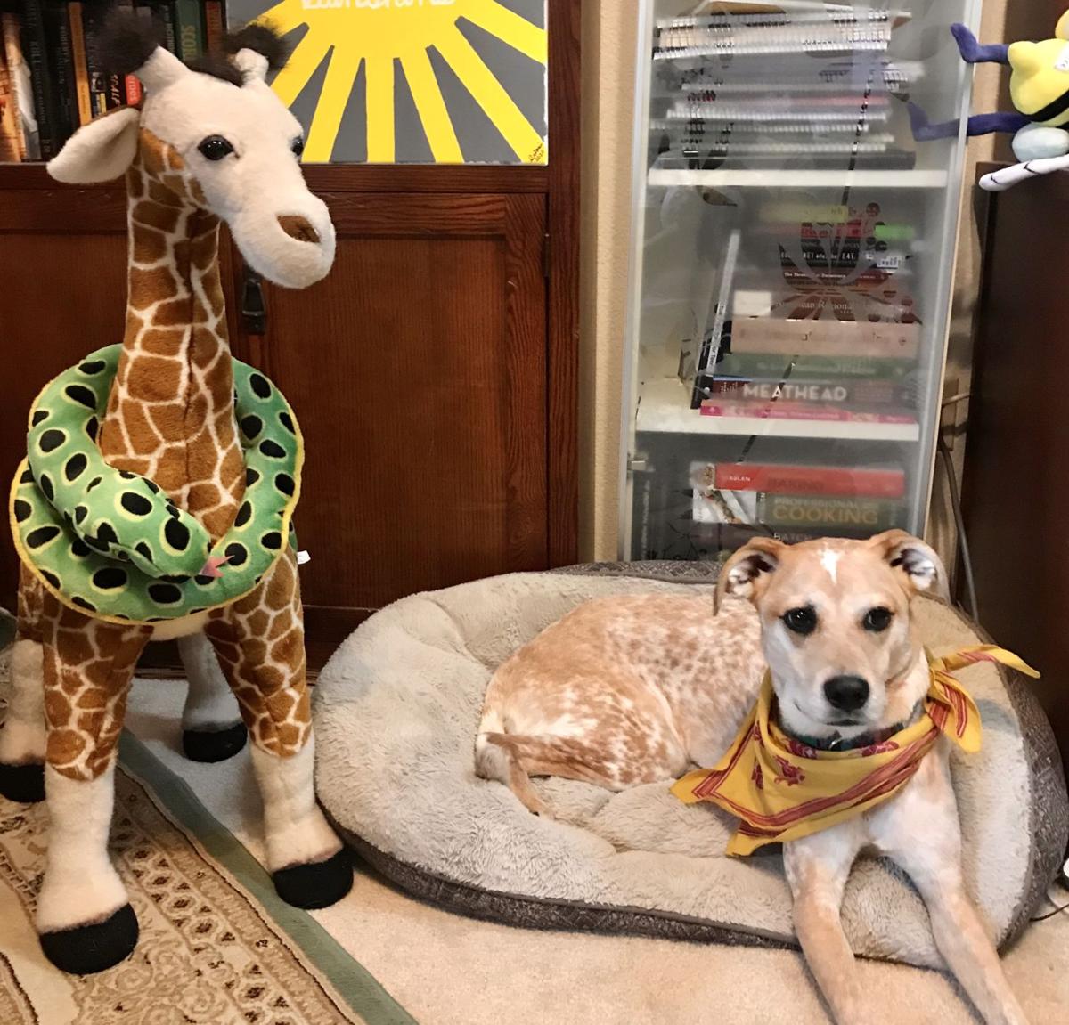 Heights library holds virtual Pet Storytime | Local | kdhnews.com