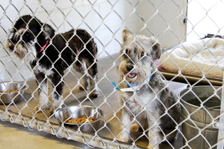 Dog Adoption