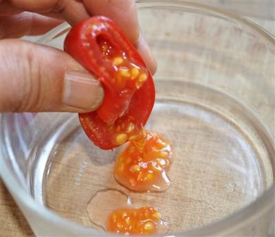 Gardening-Next Years Tomatoes
