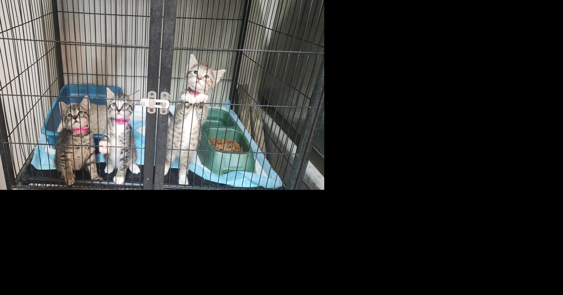 Copperas Cove new animal care facility now open | Local News | kdhnews.com