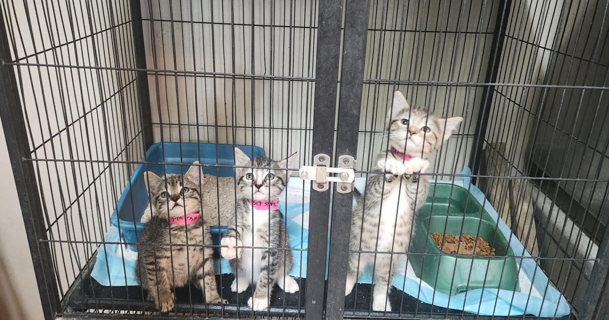 Copperas Cove new animal care facility now open | Local News | kdhnews.com