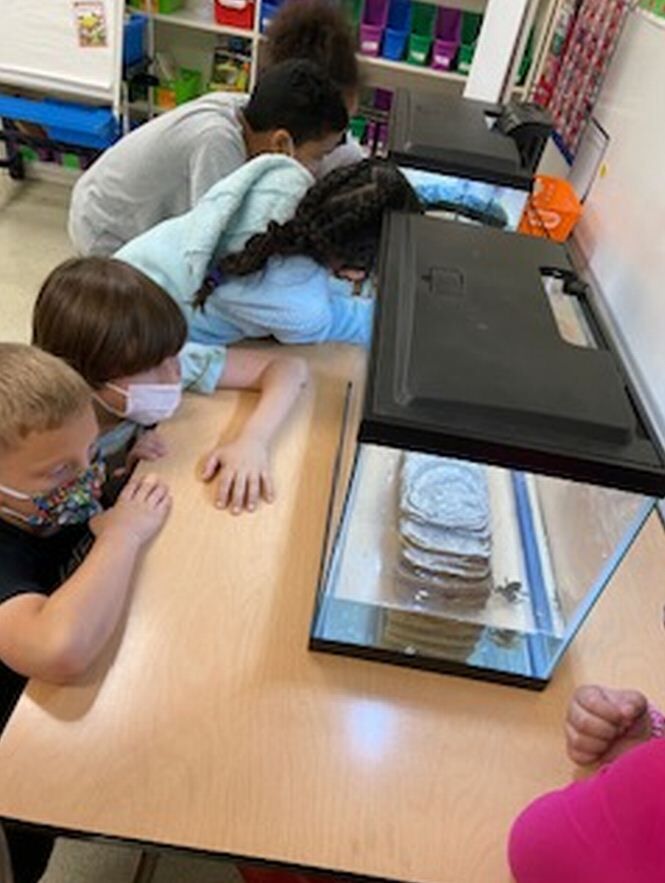 Clements/Parsons Elementary second graders leap into learning - Vimarsana News