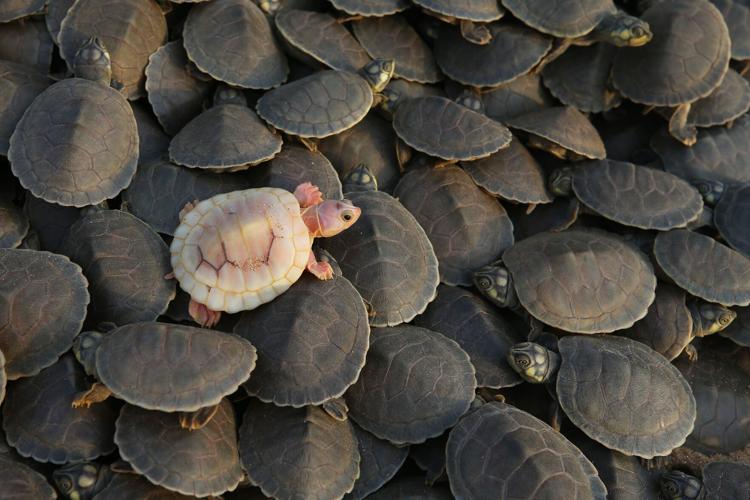 Photos show release of giant Amazon river turtle hatchlings in key Brazilian reserve