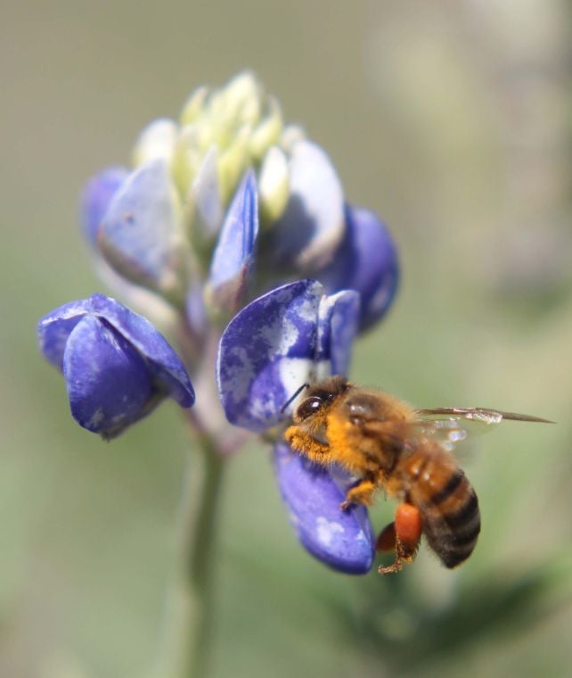 Communities - Texas Bluebonnet