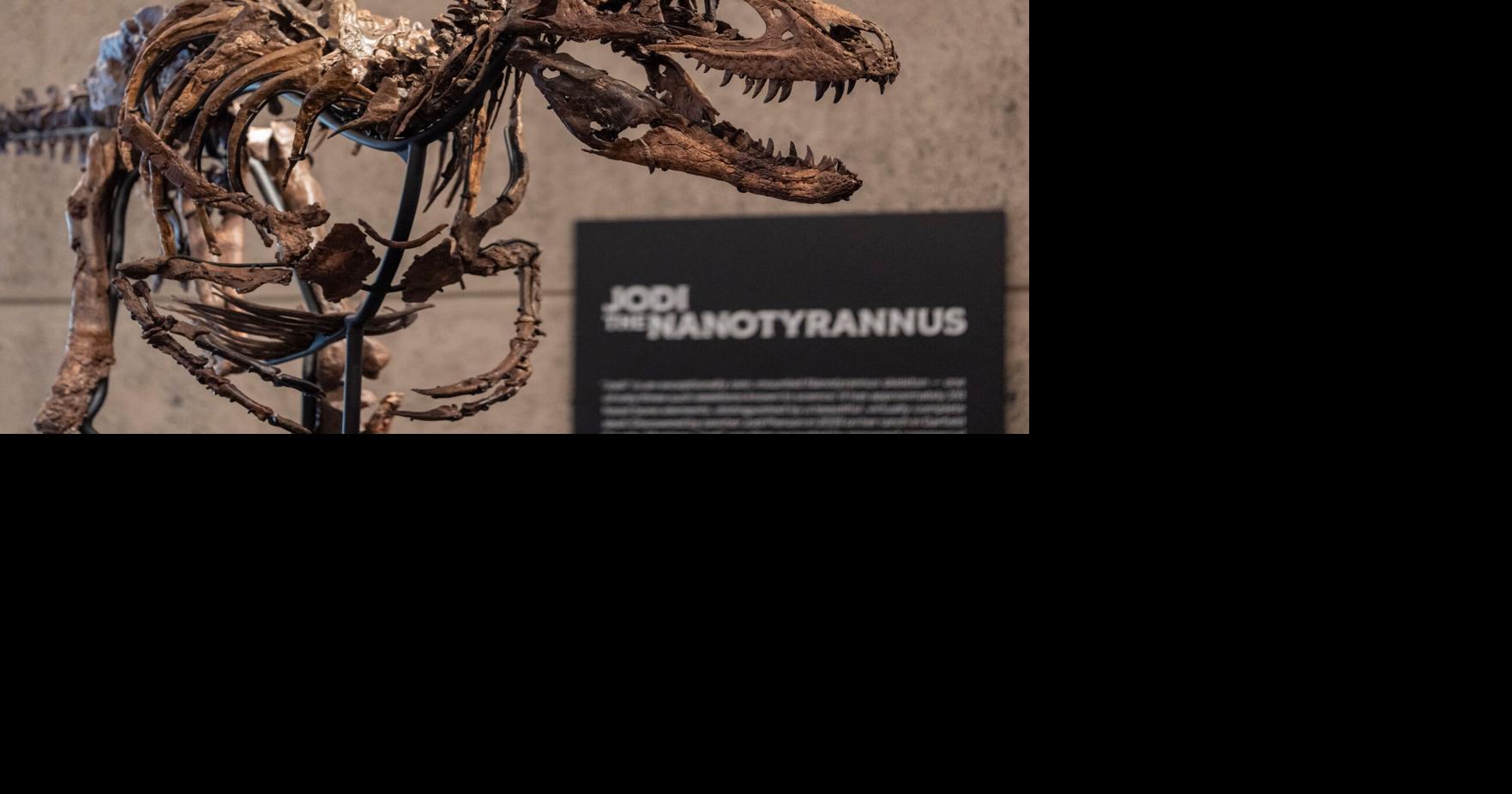 Mini T-Rex Auction