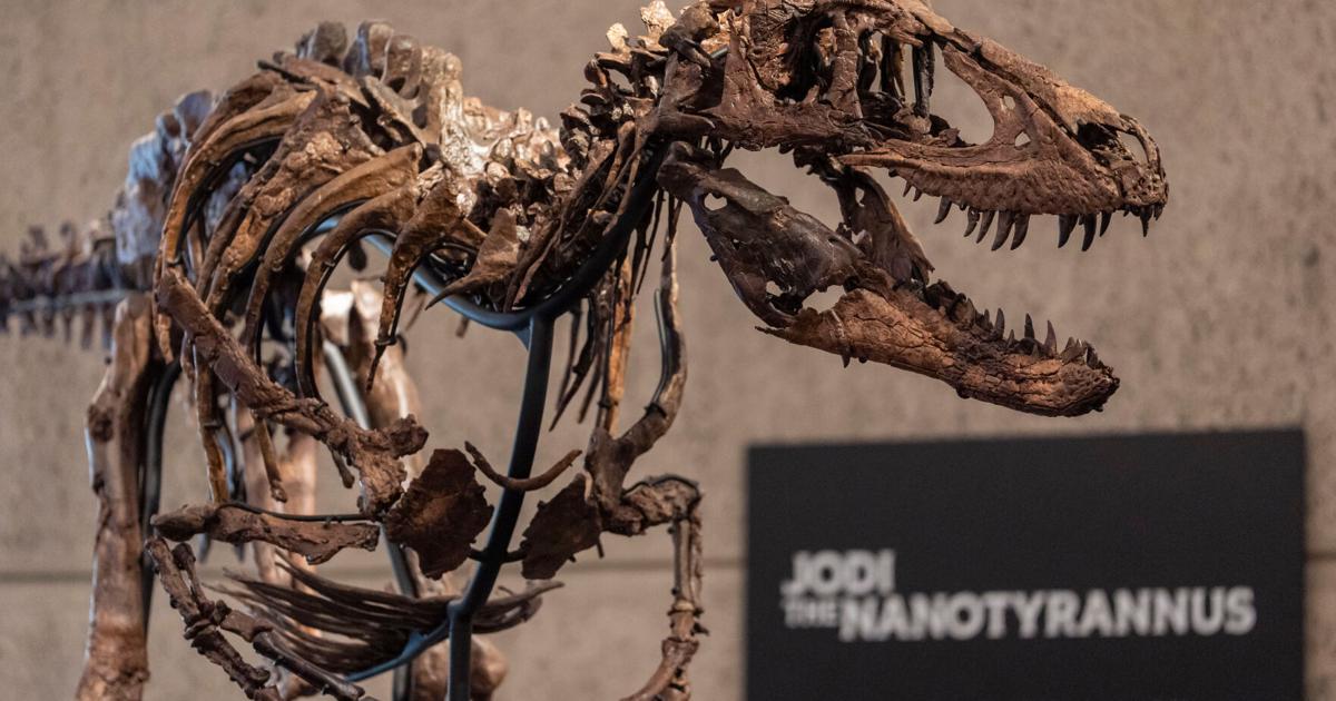Photo: The Killeen Daily Herald Mini T-Rex Auction