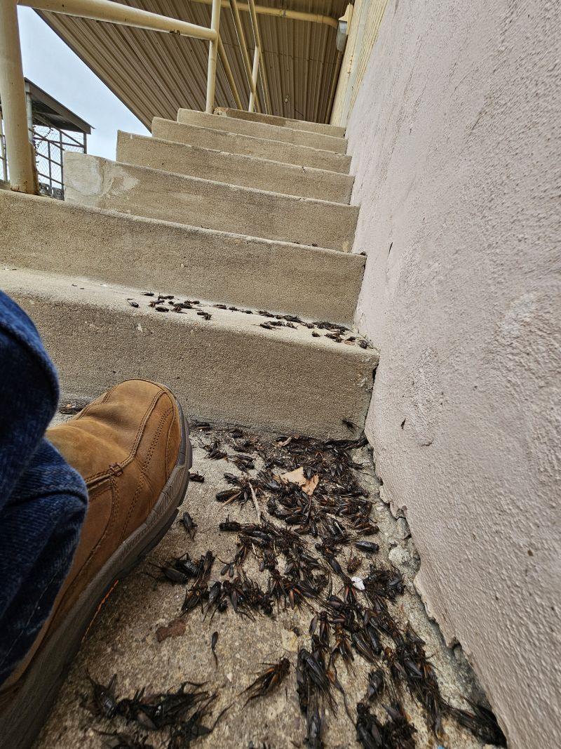 Crickets surge in area with cooler temperatures Region