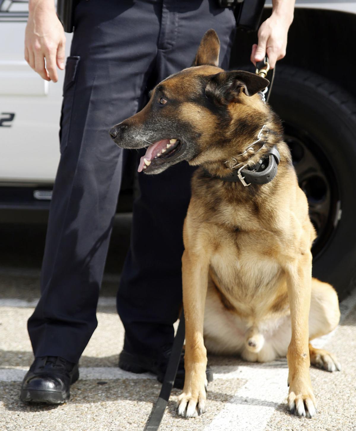 Dual Purpose Dogs Crime Kdhnews Com
