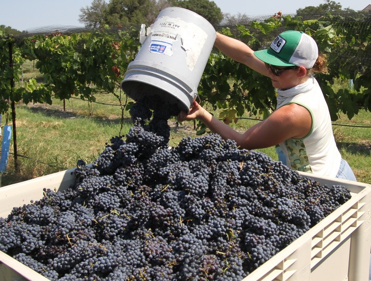 Vinyards at Florence-Inwood wineries 2.jpg
