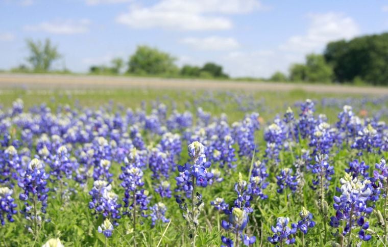 Communities - Texas Bluebonnet