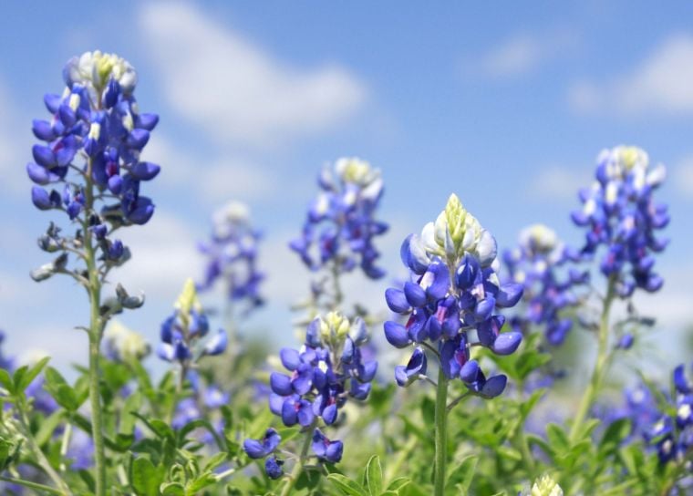 Communities - Texas Bluebonnet