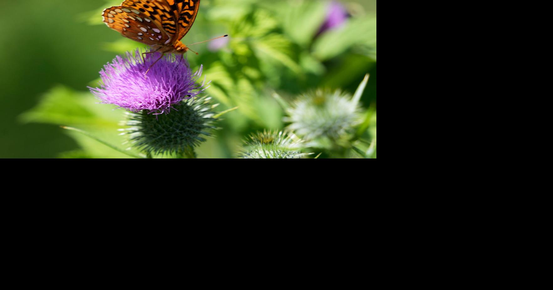 Great Spangled Fritillary Butterfly
