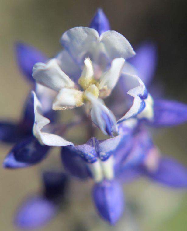 Communities - Texas Bluebonnet