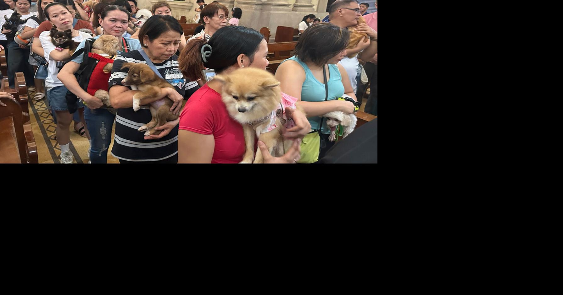 Wagging tails fill a Philippine church where priests bless pets for St. Francis ...