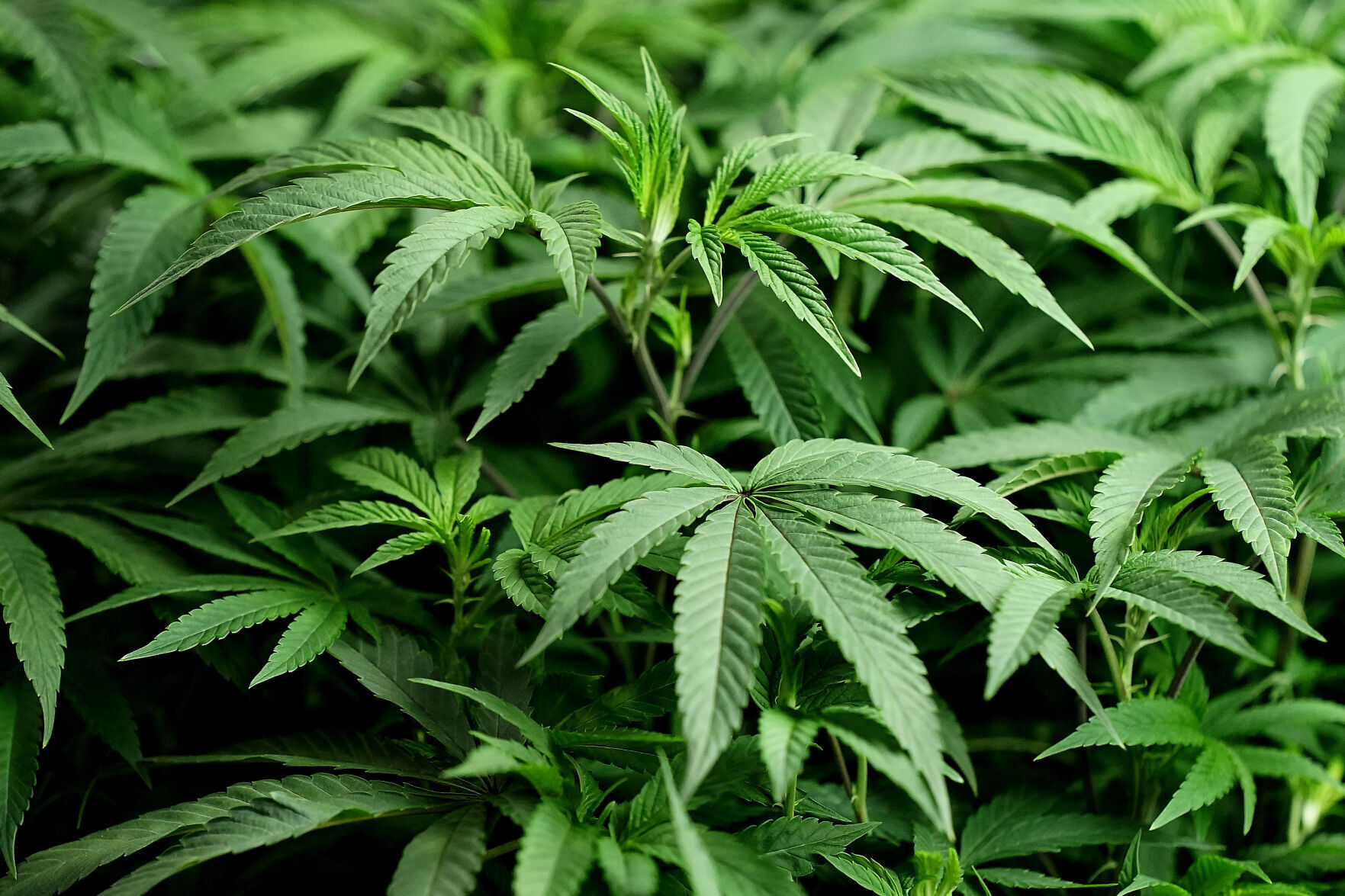 Killeen marijuana: A Fight for the Rule of Law