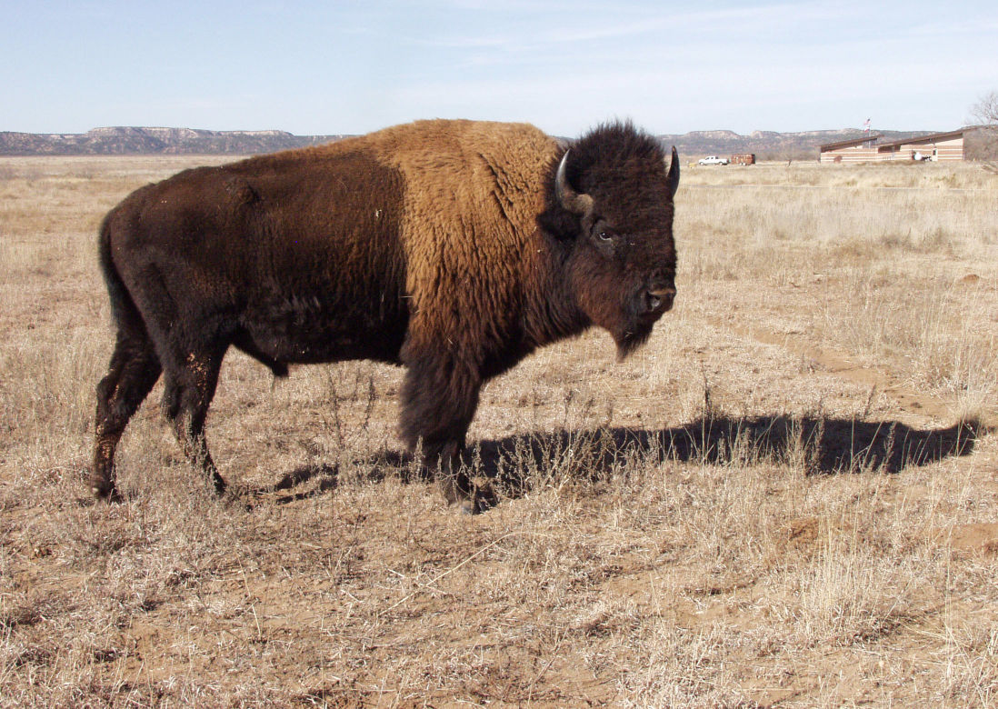 Bison herd in state park provides glimpse of Texas history Texas