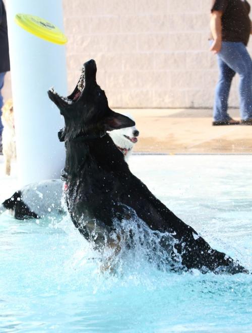Puppypalooza