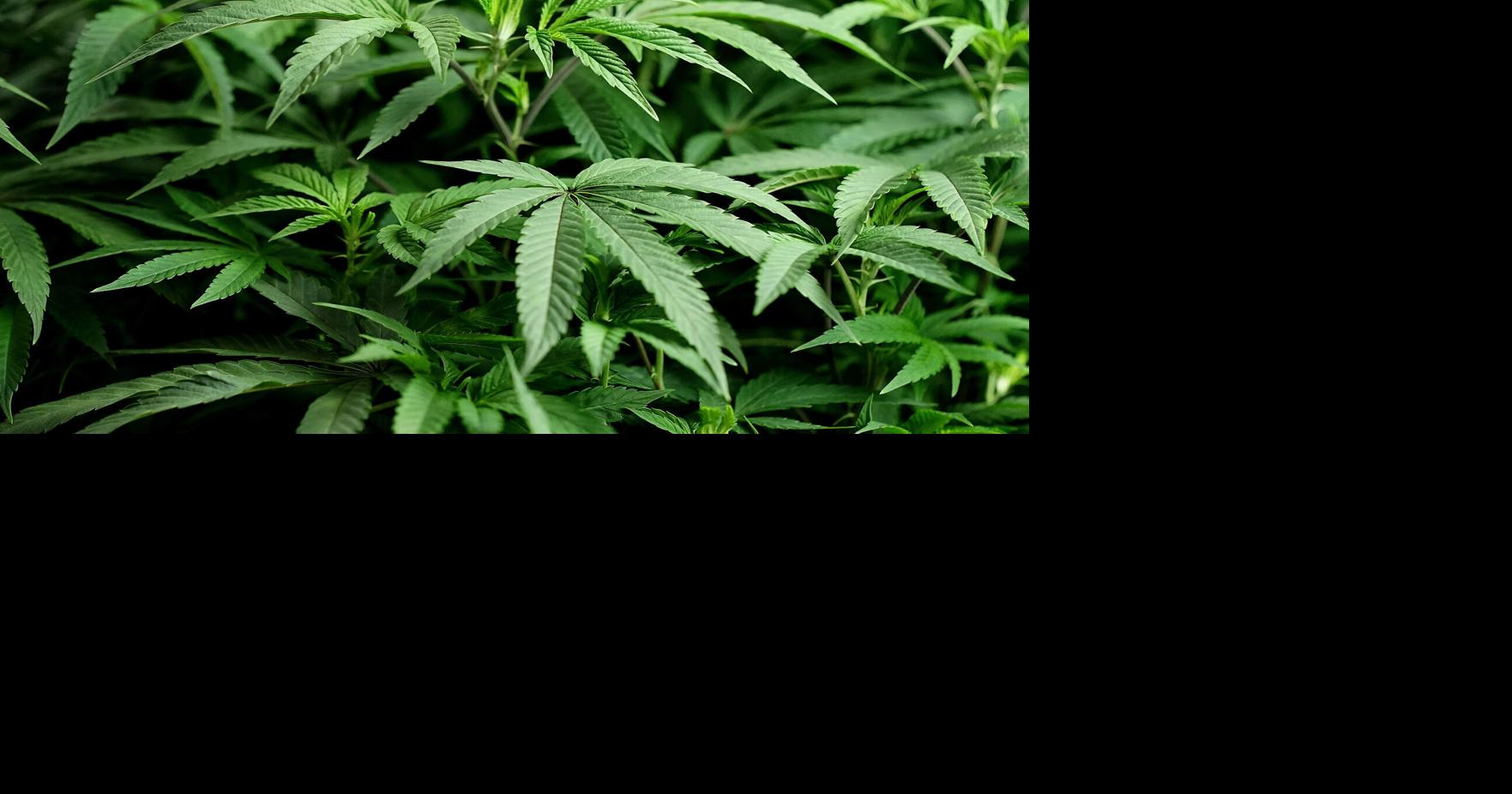 Killeen council to discuss marijuana lawsuits in closed session | Local ...