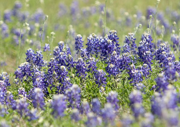 Communities - Texas Bluebonnet