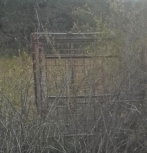 Hog Trap