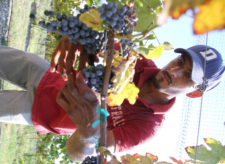 Vinyards at Florence-Inwood wineries 4.jpg
