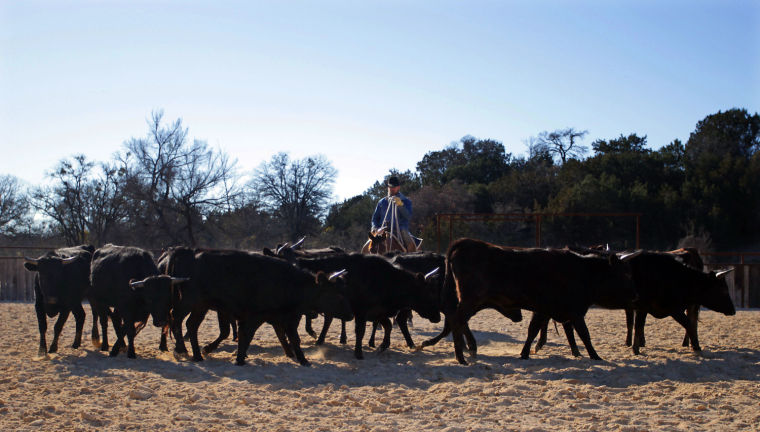 Cowboy's Life