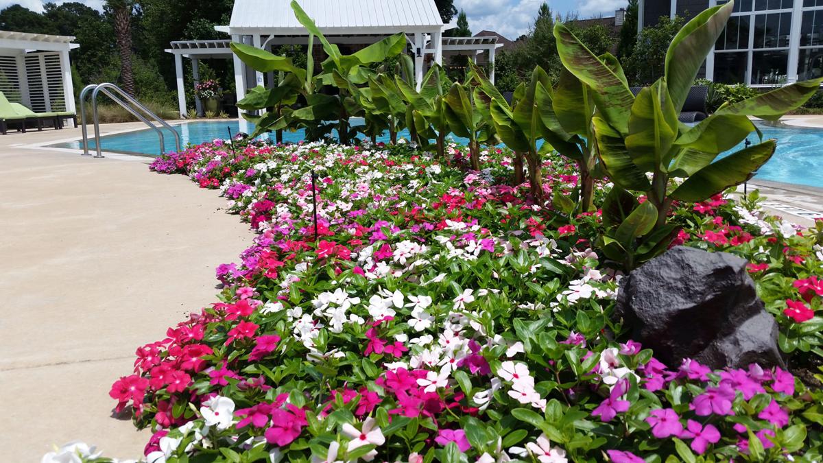 Cora Cascade vinca spreading color and happiness At Home