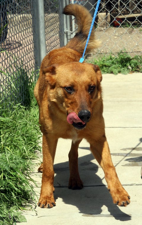 Animal shelters, Fort Hood team