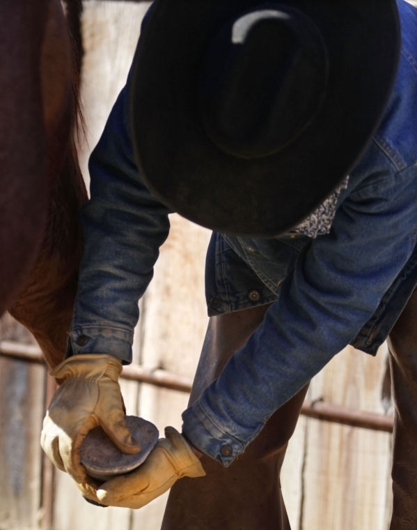 Cowboy's Life
