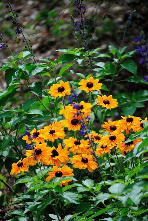Tiger Eye Gold rudbeckia