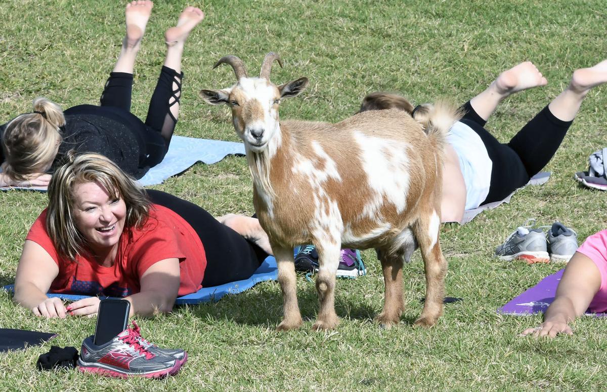 Goat Yoga