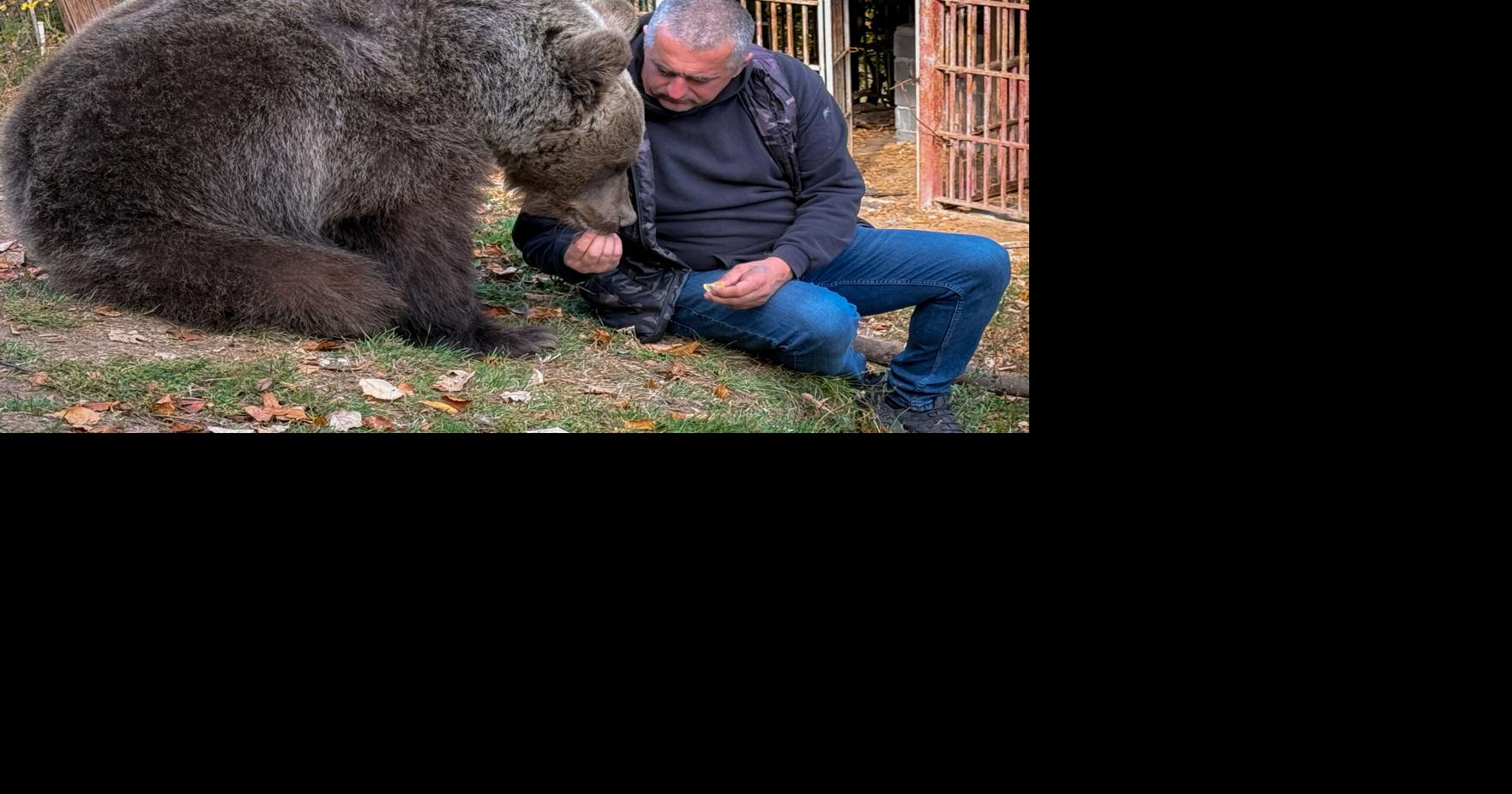 Bosnia Pet Bear