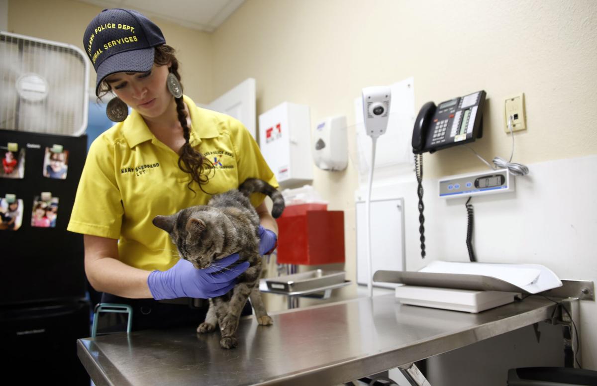 Vague Animal Shelter Law Leaves Door Open For Both Sick Healthy