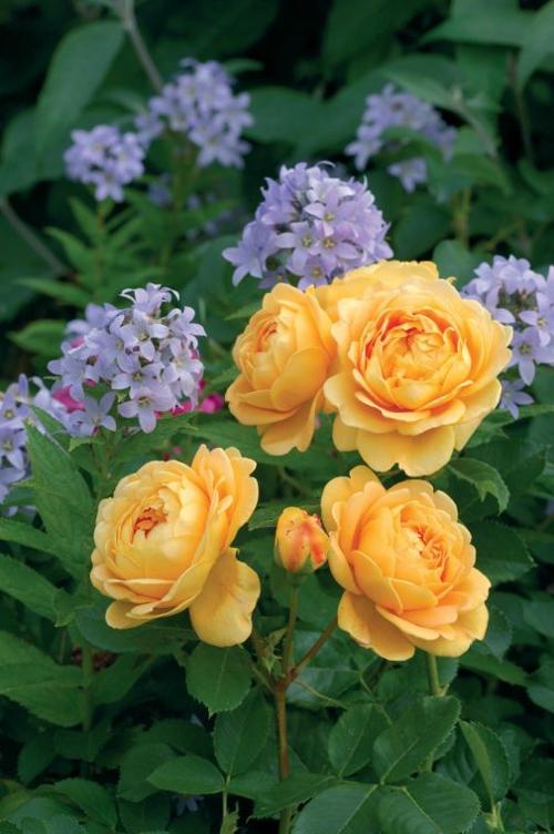 Garden gift ideas