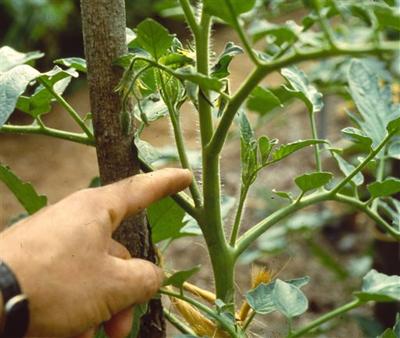 Gardening Staking Tomatoes