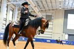 Arabian horse rider
