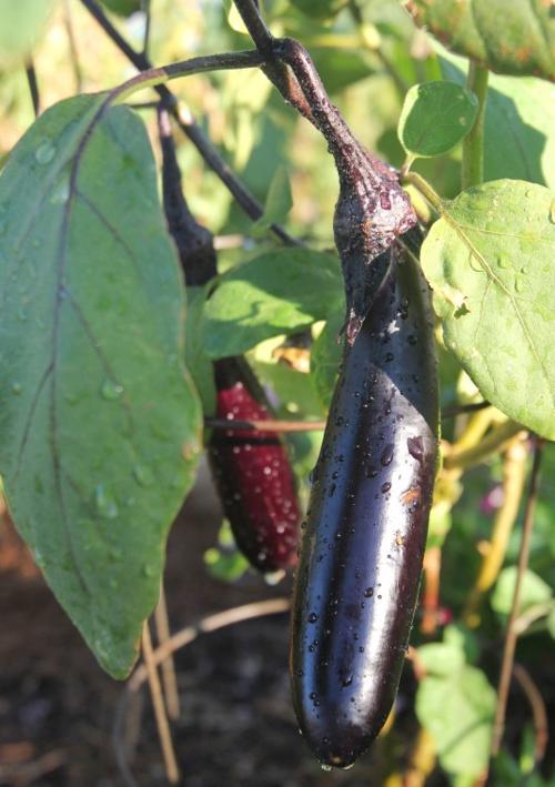 Gardening
