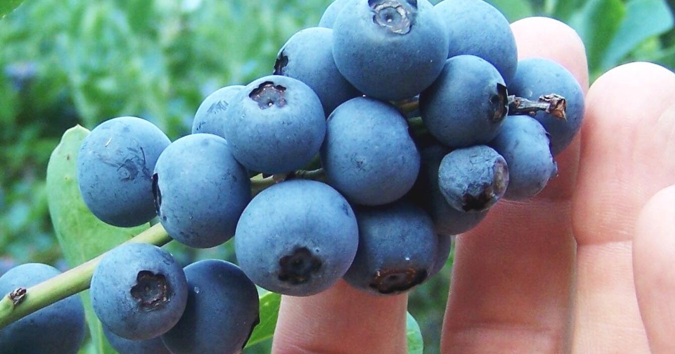 Head east this weekend to the Texas Blueberry Festival - Vimarsana News