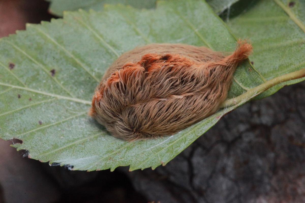 Caterpillar