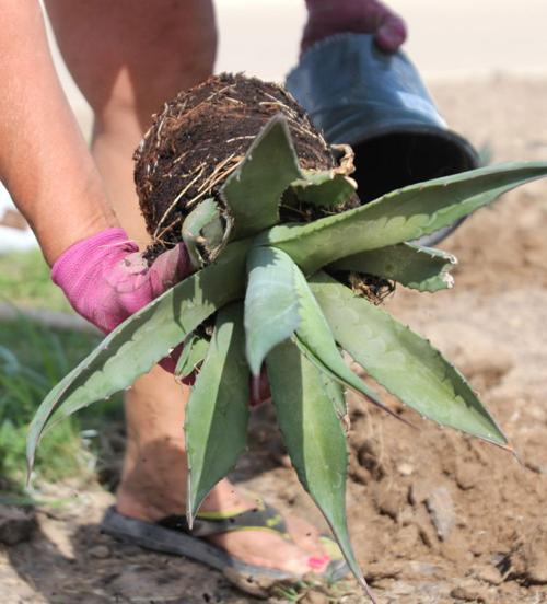 Landscaping