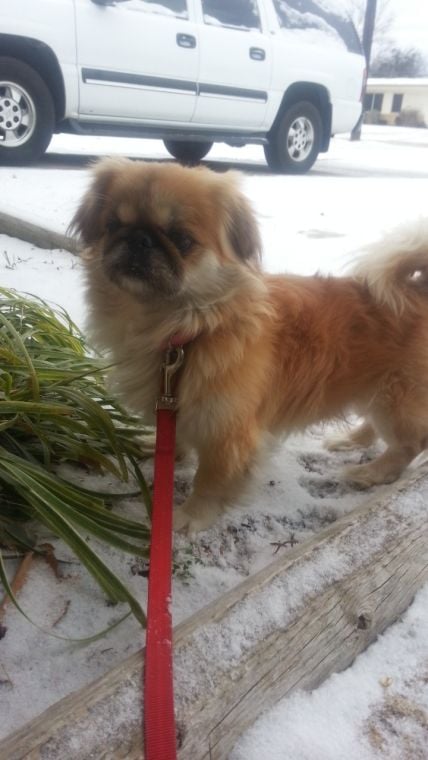 snow pic