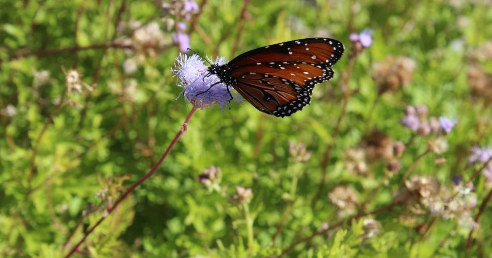 Speakers plant native landscaping options into listeners' imagination
