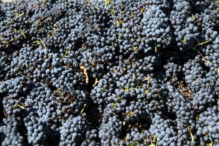 Vinyards at Florence-Inwood wineries 7.jpg