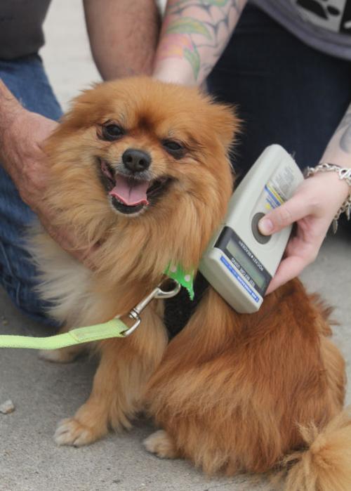 Pet microchipping